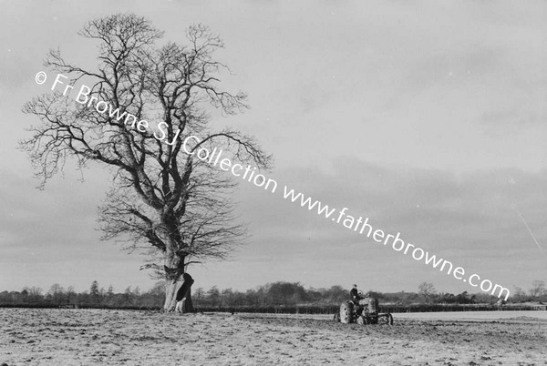 PREPARING FOR SOWING WHEAT WITH TRACTOR